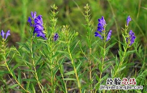 黄芩种子价格及种植方法