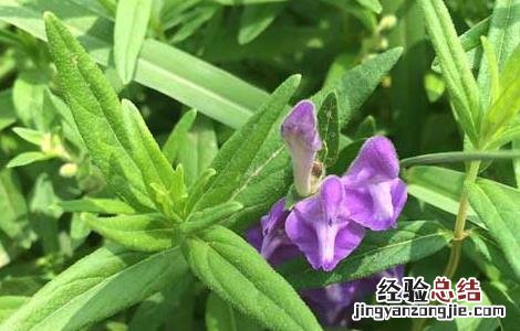 黄芩种子价格及种植方法