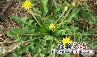 新鲜蒲公英怎么吃 新鲜蒲公英的吃法介绍