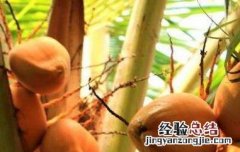红椰子的功效与作用是什么 红椰子的功效与作用