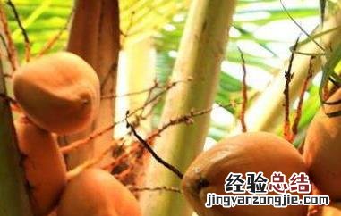 红椰子的功效与作用是什么 红椰子的功效与作用