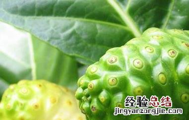 诺丽果的功效与作用及副作用是什么 诺丽果的功效与作用及副作用