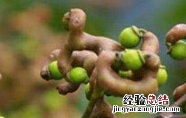 万寿果的功效与作用 拐枣万寿果的功效与作用