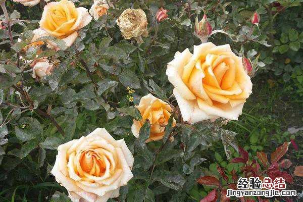 玫瑰什么时候扦插最好,如何快速生根