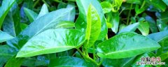 空心菜有几个品种 空心菜有几个品种功效有什么不同?