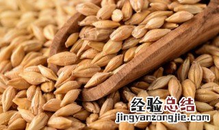 麦子是面粉还是大米 麦子的简介