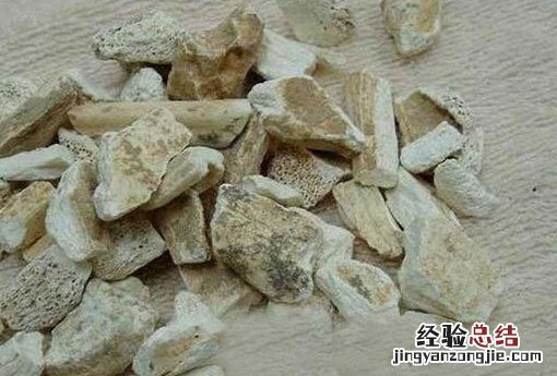龙骨是什么骨头 龙骨