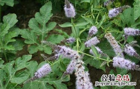 留兰香种子价格及种植方法 留兰香种子价格及种植方法