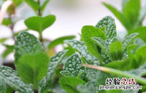 留兰香种子价格及种植方法 留兰香种子价格及种植方法