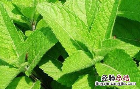 留兰香种子价格及种植方法 留兰香种子价格及种植方法