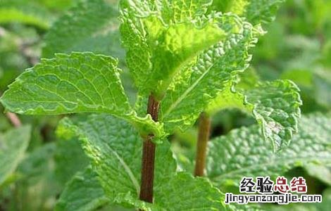 留兰香种子价格及种植方法 留兰香种子价格及种植方法