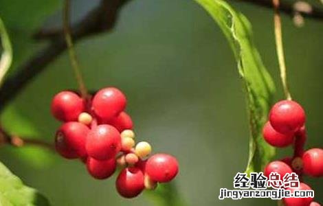 五味子种子价格及种植方法