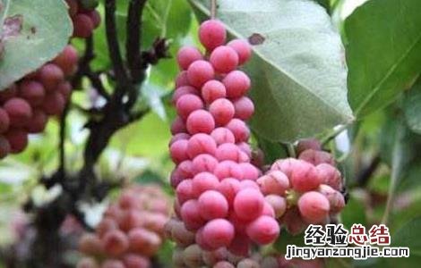 五味子种子价格及种植方法