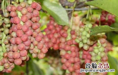 五味子种子价格及种植方法