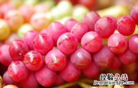 五味子种子价格及种植方法