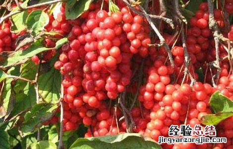 五味子种子价格及种植方法