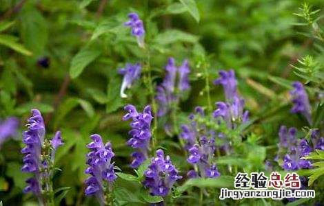 黄芩种子怎么种植 黄芩种子怎么种植的