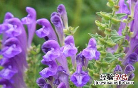 黄芩种子怎么种植 黄芩种子怎么种植的