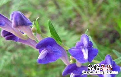 黄芩种子怎么种植 黄芩种子怎么种植的