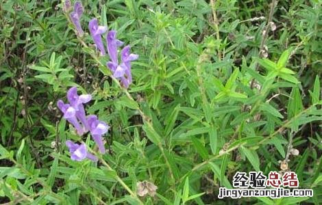黄芩种子怎么种植 黄芩种子怎么种植的
