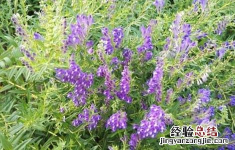黄芩种子怎么种植 黄芩种子怎么种植的