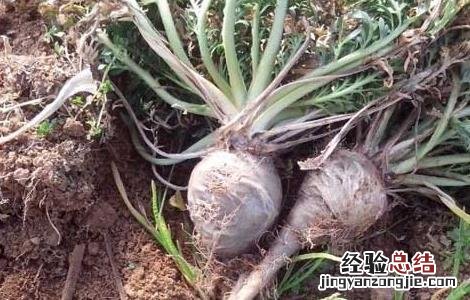 玛卡人工种植 玛卡高产种植技术