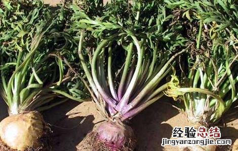 玛卡人工种植 玛卡高产种植技术