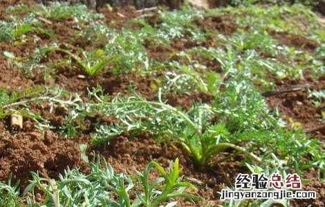 玛卡人工种植 玛卡高产种植技术