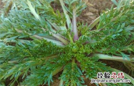 玛卡人工种植 玛卡高产种植技术