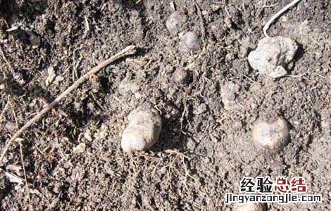 猪苓高产种植技术 猪苓高产种植技术视频