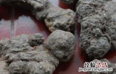 猪苓高产种植技术 猪苓高产种植技术视频