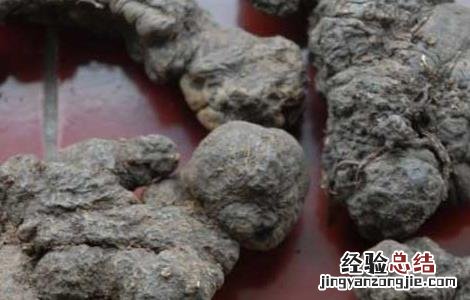猪苓高产种植技术 猪苓高产种植技术视频