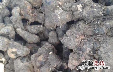 猪苓高产种植技术 猪苓高产种植技术视频