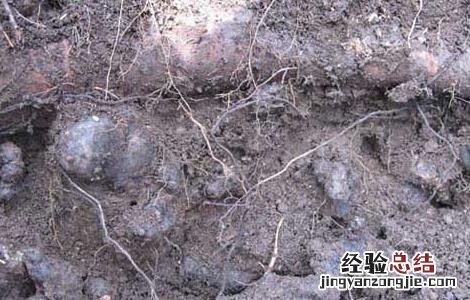 猪苓高产种植技术 猪苓高产种植技术视频