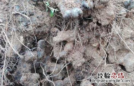 猪苓高产种植技术 猪苓高产种植技术视频