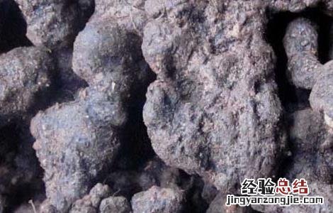 猪苓高产种植技术 猪苓高产种植技术视频