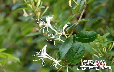 四季金银花树种植技术 四季金银花树种植技术与管理