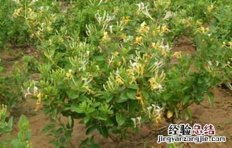 四季金银花树种植技术 四季金银花树种植技术与管理