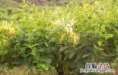 四季金银花树种植技术 四季金银花树种植技术与管理