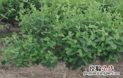 四季金银花树种植技术 四季金银花树种植技术与管理