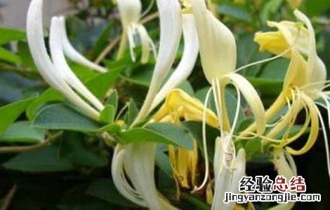 四季金银花树种植技术 四季金银花树种植技术与管理