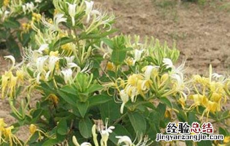 四季金银花树种植技术 四季金银花树种植技术与管理