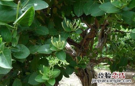 四季金银花树种植技术 四季金银花树种植技术与管理