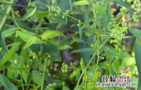 柴胡种子怎么种植