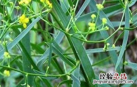 柴胡种子怎么种植