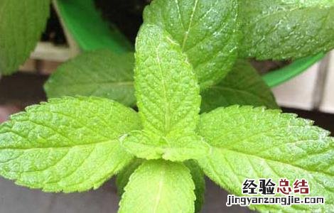 薄荷种子价格及种植方法视频 薄荷种子价格及种植方法
