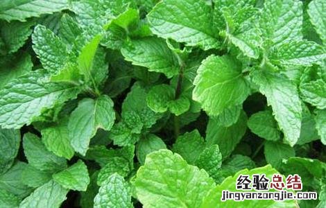 薄荷种子价格及种植方法视频 薄荷种子价格及种植方法