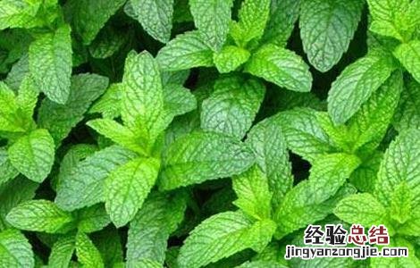 薄荷种子价格及种植方法视频 薄荷种子价格及种植方法