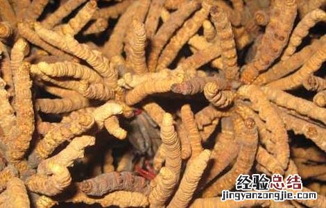 冬虫夏草是虫还是草 冬虫夏草是虫还是草蚂蚁森林