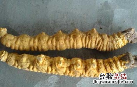 冬虫夏草是虫还是草 冬虫夏草是虫还是草蚂蚁森林
